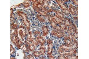 IHC-P analysis of kidney tissue, with DAB staining. (MYD88 anticorps  (AA 32-265))