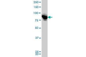 LETM1 monoclonal antibody (M03), clone 6F7 Western Blot analysis of LETM1 expression in HeLa .