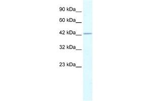 WB Suggested Anti-RUVBL2 Antibody Titration:  0. (RUVBL2 anticorps  (N-Term))