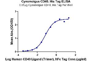 Immobilized Cynomolgus CD40, His Tag at 0. (CD40 Protein (CD40) (His tag))