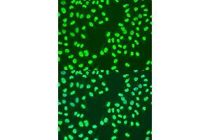 Immunofluorescence analysis of U2OS cells using CBX3 antibody.