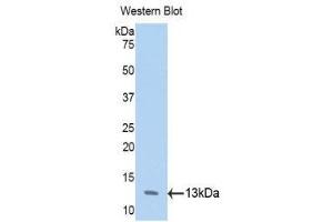Western Blotting (WB) image for anti-Annexin A4 (ANXA4) (AA 165-260) antibody (ABIN1858027) (Annexin IV anticorps  (AA 165-260))