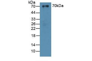 Figure. (SUOX anticorps  (AA 80-545))