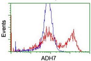 HEK293T cells transfected with either RC224304 overexpress plasmid (Red) or empty vector control plasmid (Blue) were immunostained by anti-ADH7 antibody (ABIN2455842), and then analyzed by flow cytometry. (ADH7 anticorps)
