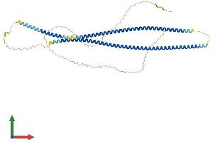 AlphaFold protein structure predicition of Human Recombinant KRT71 Protein, UniprotID Q3SY84