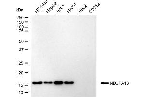 Western blotting analysis using NDUFA13 antibody (ABIN7799542).