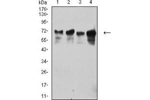Western blot analysis using TRIM29 mouse mAb against Hela (1), HepG2 (2), LOVO (3), and A431 (4) cell lysate.