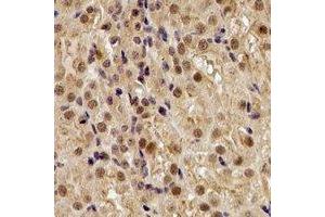 Immunohistochemical analysis of TUG staining in rat kidney formalin fixed paraffin embedded tissue section.