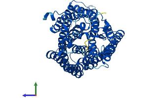 AlphaFold protein structure predicition of Human Recombinant MT-CO1 Protein, UniprotID P00395