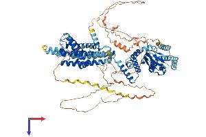 AlphaFold protein structure predicition of Mouse Recombinant Hcn2 Protein, UniprotID O88703