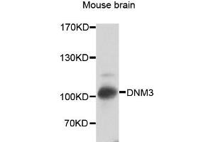 Western blot analysis of extracts of mouse brain, using DNM3 antibody (ABIN2562261) at 1:2000 dilution. (Dynamin 3 anticorps)