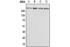 Western blot analysis of Kalirin expression in HEK293T (A), NIH3T3 (B), H9C2 (C), mouse brain (D) whole cell lysates. (KALRN anticorps  (Center))