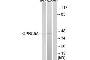 Western blot analysis of extracts from K562 cells and LOVO cells, using GPRC5A antibody. (GPRC5A anticorps  (Internal Region))
