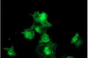 Image no. 3 for anti-Meis Homeobox 3 (MEIS3) (AA 1-261) antibody (ABIN1490668) (MEIS3 anticorps  (AA 1-261))