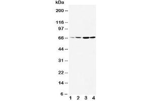 Western blot testing of DRD1 antibody and Lane 1:  rat testis (Dopamine Receptor d1 anticorps  (AA 221-242))