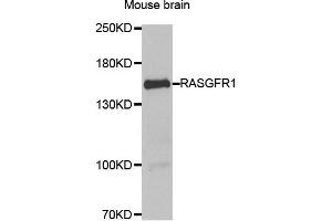 Western blot analysis of extract of Mouse brain, using RASGRF1 antibody. (RASGRF1 anticorps)