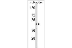 Western blot analysis of LUM Antibody in mouse bladder tissue lysates (35ug/lane) (LUM anticorps  (N-Term))