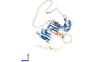 AlphaFold protein structure predicition of Human Recombinant CELF5 Protein, UniprotID Q8N6W0