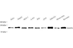 Western blot analysis of GWL (ABIN7074616)at dilution of 1: 500 (MASTL anticorps)