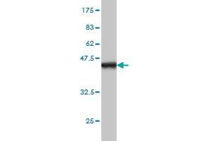 Western Blot detection against Immunogen (36.