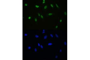 IF analysis of APEX1 using anti-APEX1 antibody (ABIN3043785).