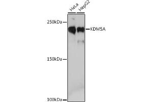 Western blot analysis of extracts of various cell lines, using KDM5A Rabbit mAb (ABIN7268330) at 1:1000 dilution. (KDM5A anticorps)
