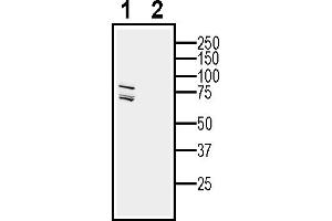 Western blot analysis of human  monocytic leukemia cell line lysate:1.