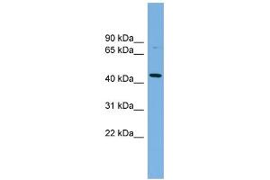 WB Suggested Anti-PVRL2 Antibody Titration:  0.