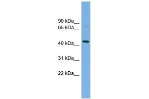 WB Suggested Anti-PVRL2 Antibody Titration:  0. (PVRL2 anticorps  (Middle Region))