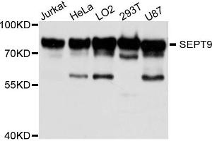 Western blot analysis of extract of various cells, using 9-九月 antibody. (Septin 9 anticorps)