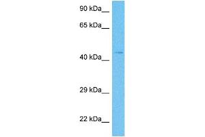 Host:  Rabbit  Target Name:  KCNN3  Sample Tissue:  Human THP-1 Whole Cell  Antibody Dilution:  1ug/ml (KCNN3 anticorps  (C-Term))