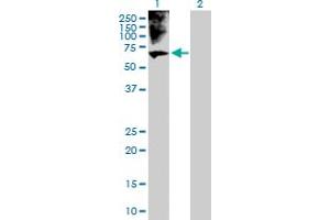 Western Blot analysis of BRF1 expression in transfected 293T cell line by BRF1 MaxPab polyclonal antibody.
