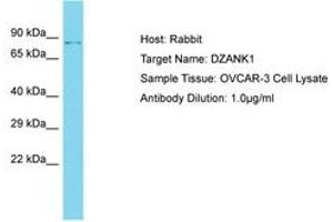 Image no. 1 for anti-Double Zinc Ribbon and Ankyrin Repeat Domains 1 (DZANK1) (AA 543-592) antibody (ABIN6750622) (DZANK1 anticorps  (AA 543-592))