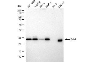 Western blotting analysis using Bcl 2 antibody (ABIN7797718).