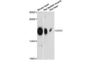Western blot analysis of extracts of various cell lines, using CAV3 antibody (ABIN6290143) at 1:3000 dilution. (Caveolin 3 anticorps)