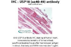 Image no. 1 for anti-Ubiquitin Specific Peptidase 18 (USP18) (AA 40-49) antibody (ABIN1740600) (USP18 anticorps  (AA 40-49))