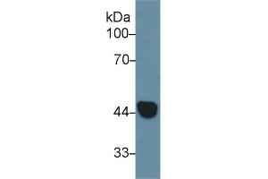 Western Blot; Sample: Rat Ovary lysate; Primary Ab: 1µg/ml Rabbit Anti-Rat KRT19 Antibody Second Ab: 0.