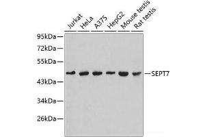 Western blot analysis of extracts of various cell lines using SEPT7 Polyclonal Antibody. (Septin 7 anticorps)