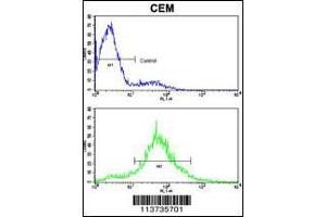 Flow cytometric analysis of CEM cells using Cadherin 10 (CDH10) Antibody (bottom histogram) compared to a negative control cell (top histogram). (CDH10 anticorps  (N-Term))