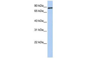 TMEM63A antibody used at 1 ug/ml to detect target protein. (TMEM63A anticorps  (N-Term))