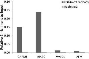 Chromatin Immunoprecipitation (ChIP) image for anti-Histone H3 (H3) (H3K4me3) antibody (ABIN3023254)