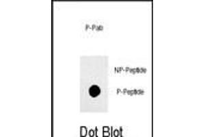 Dot blot analysis of anti-phospho-Sox2-p Phospho-specific Pab (ABIN650873 and ABIN2839817) on nitrocellulose membrane. (SOX2 anticorps  (pSer249))