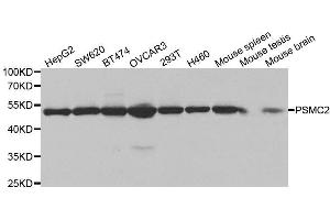 Western blot analysis of extracts of various cell lines, using PSMC2 antibody. (PSMC2 anticorps  (AA 1-160))