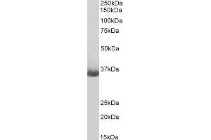 Biotinylated ABIN5539695 (0. (CD20 anticorps  (C-Term) (Biotin))
