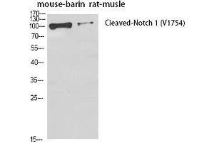 Western Blot analysis of mouse brain (1), rat musle (2), diluted at 1:500. (Notch1 anticorps  (Cleaved-Val1754))