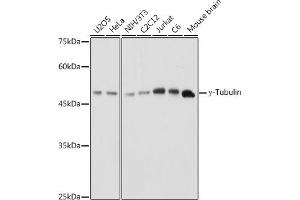 Western blot analysis of extracts of various cell lines, using γ-Tubulin antibody (ABIN6132741, ABIN6149696, ABIN6149697 and ABIN6221807) at 1:1000 dilution. (TUBG1 anticorps  (AA 152-451))