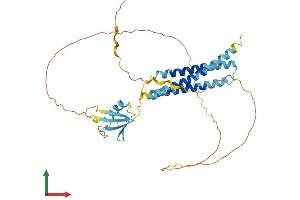 AlphaFold protein structure predicition of Mouse Recombinant Bag1 Protein, UniprotID Q60739