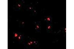 Immunofluorescence (IF) image for anti-LAG1 Homolog, Ceramide Synthase 5 (LASS5) (C-Term) antibody (ABIN1030478) (LASS5 anticorps  (C-Term))