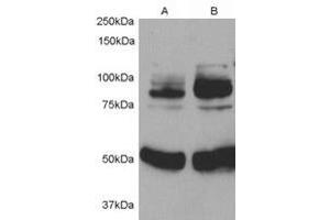 Image no. 1 for anti-Adaptor Protein, phosphotyrosine Interaction, PH Domain and Leucine Zipper Containing 1 (APPL1) (Internal Region) antibody (ABIN374837) (APPL1 anticorps  (Internal Region))