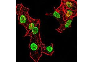 Immunofluorescence analysis of HeLa cells using HIST2H4A(20Me) mouse mAb (green).